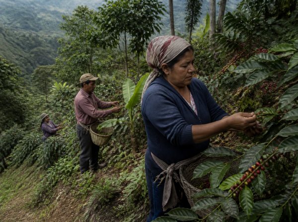 Cosecha de café en una finca de ladera